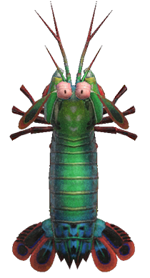 Mantis shrimp detailed image