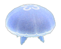 Moon jellyfish detailed image
