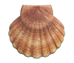 Scallop detailed image