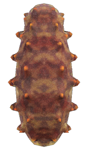 Sea cucumber detailed image