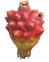 Sea pineapple detailed image