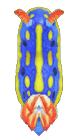 Sea slug detailed image