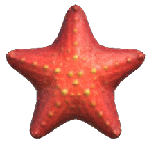Sea star detailed image
