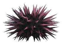 Sea urchin detailed image