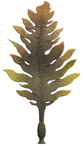 Seaweed detailed image