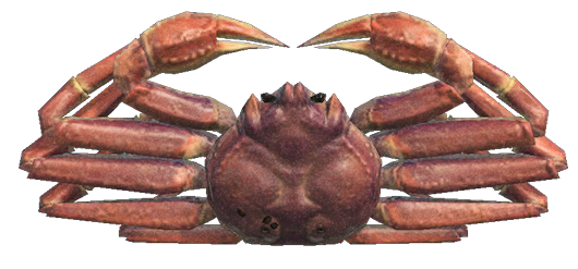 Snow crab detailed image