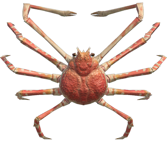 Spider crab detailed image