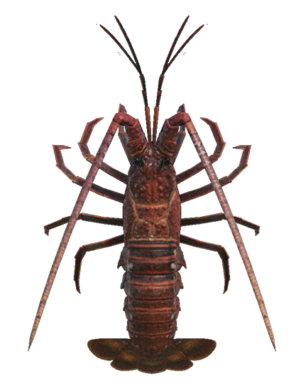 Spiny lobster detailed image