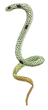 Spotted garden eel detailed image