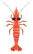 Sweet shrimp detailed image
