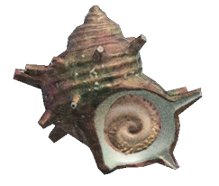 Turban shell detailed image
