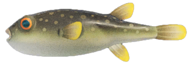 Blowfish detailed image
