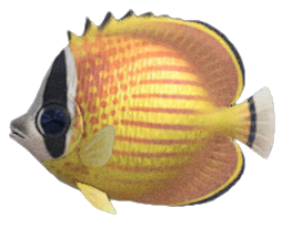 Butterfly fish detailed image