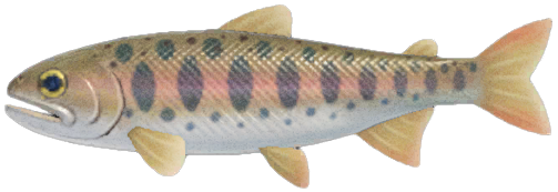 Cherry salmon detailed image