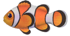 Clownfish detailed image