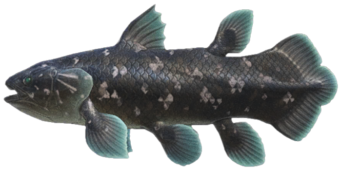 Coelacanth detailed image