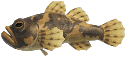 Freshwater goby detailed image