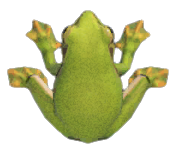 Frog detailed image