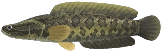 Giant snakehead detailed image