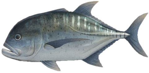 Giant trevally detailed image