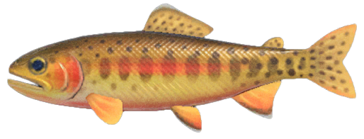 Golden trout detailed image
