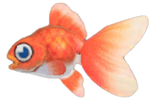 Goldfish detailed image