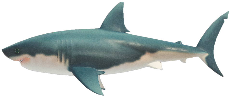 Great White Shark detailed image