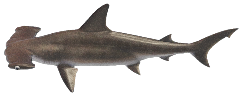 Hammerhead shark detailed image