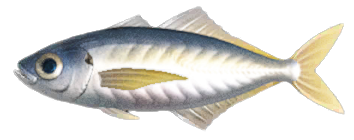 Horse mackerel detailed image