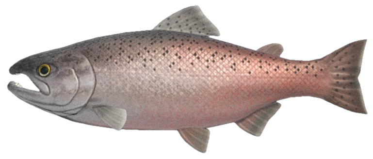 King salmon detailed image