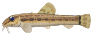 Loach detailed image
