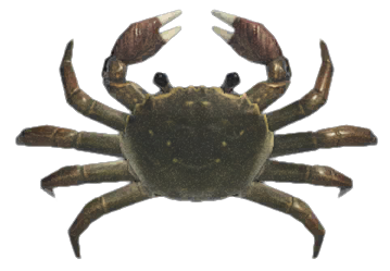Mitten crab detailed image