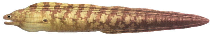 Moray eel detailed image