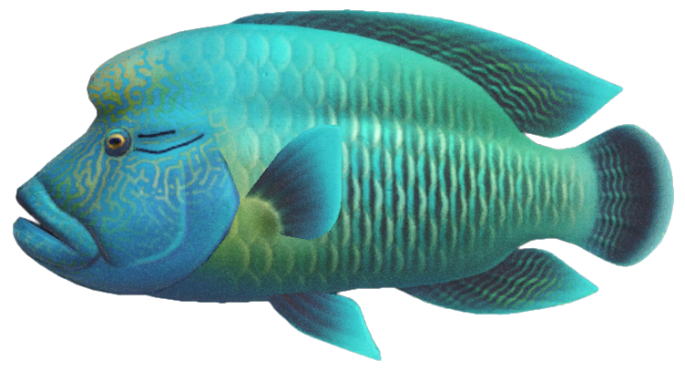 Napoleonfish detailed image