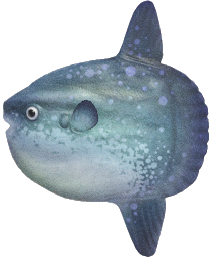 Ocean sunfish detailed image