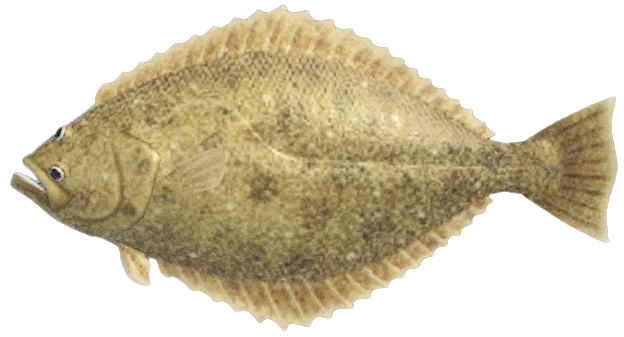Olive flounder detailed image