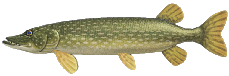Pike detailed image