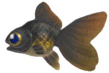 Pop-eyed goldfish detailed image