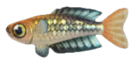 Rainbowfish detailed image