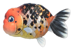 Ranchu goldfish detailed image