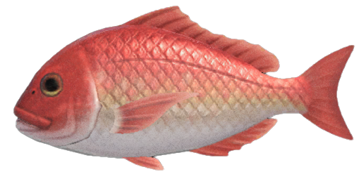 Red snapper detailed image