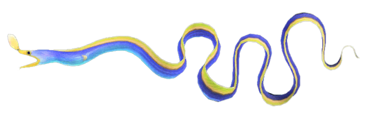 Ribbon eel detailed image