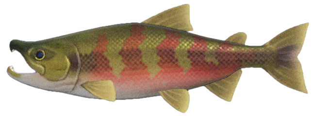Salmon detailed image