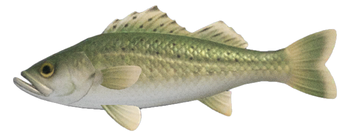 Sea bass detailed image