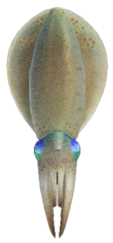 Squid detailed image