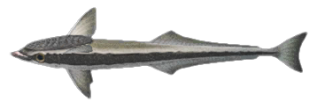 Suckerfish detailed image