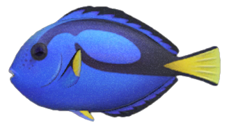 Surgeonfish detailed image