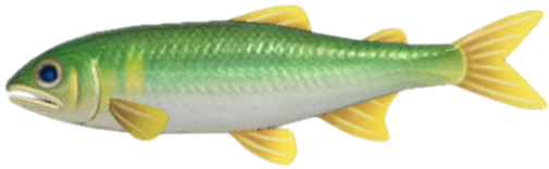 Sweetfish detailed image