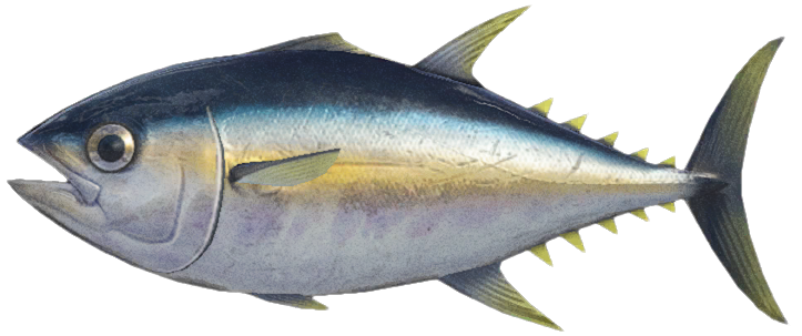 Tuna detailed image