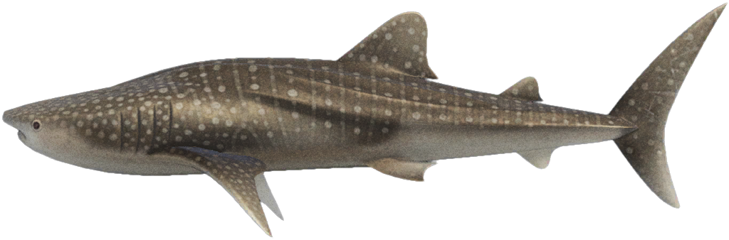 Whale shark detailed image